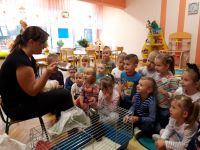 Prezentacja wyposażenia klatki dla świnek morskich
